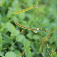 Tephrosia maxima (L.) Pers.